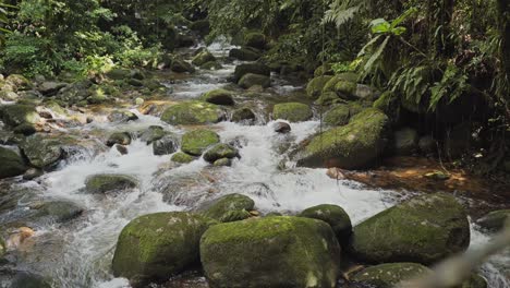 Vista-Desde-Un-Puente-De-Madera-Sobre-Un-Arroyo-Dentro-De-Una-Selva-Amazónica-Con-Rocas-Y-Plantas-Tropicales