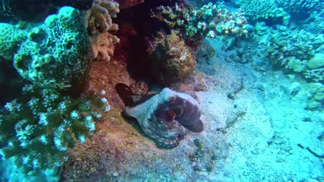 Extraña-Criatura-Submarina-Escondida-En-El-Fondo-Del-Mar
