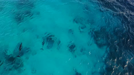 Delfines-En-Atlantis-Beach,-Bonaire