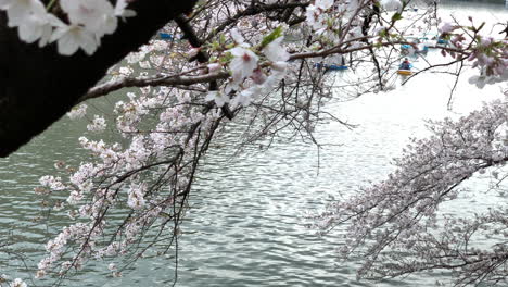 A-panoramic-of-the-Chidorigafuchi-Park-moat-with-cherry-blossom-and-Rowboats