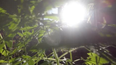 Close-up-of-cannabis-plants-in-a-pot-at-home-with-wind-and-sunbeam