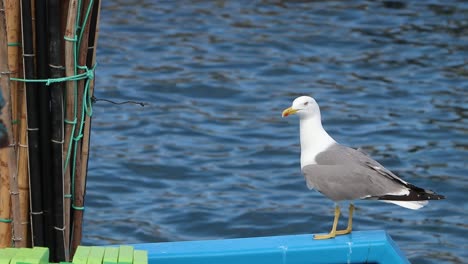 Seagull-in-natural-habitat-on-top-of-traditional-fishing-boat-drifting-movement-Atlantic-Ocean,-near-rural-fishing-village-of-Caniçal-located-in-Madeira-Island