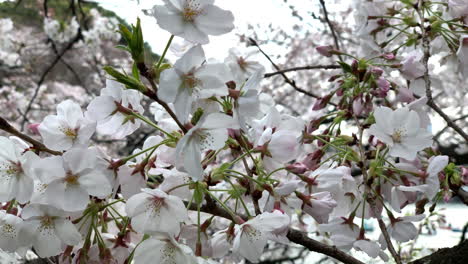 Pink-cherry-blossoms-on-natural-branches-at-Chidorigafuchi-Park