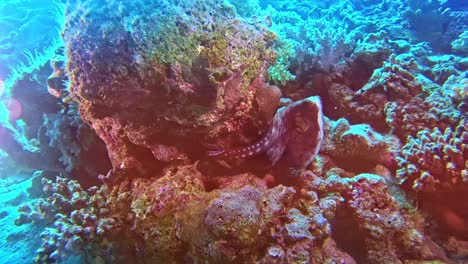 Seltsames-Unterwassertier,-Das-Sich-Am-Meeresboden-Versteckt