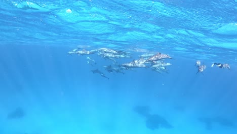 Eine-Gruppe-Delfine,-Die-Knapp-Unter-Der-Meeresoberfläche-Schwimmen