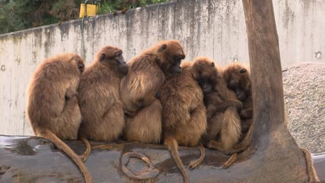 Grupos-De-Monos-Calentándose-Unos-A-Otros-De-La-Lluvia-En-El-Zoológico