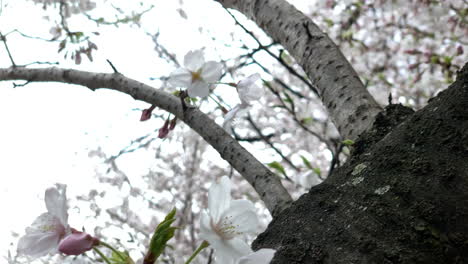 Cherry-trees-are-full-of-pink-flowers-at-Chidorigafuchi-Park