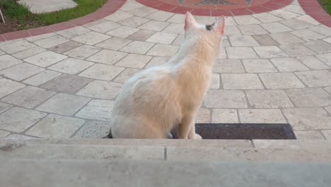 Schöne-Weiße-Katze-Mit-Braunem-Fleck-Auf-Dem-Kopf-Auf-Fliesenboden-Im-Garten,-Schaut-Sich-Um-Und-Leckt-Ihr-Eigenes-Fell