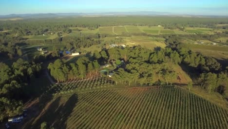 Aerial-drone-over-a-vineyard-towards-a-stand-of-trees,-in-the-Hunter-Valley-wine-region,-Australia