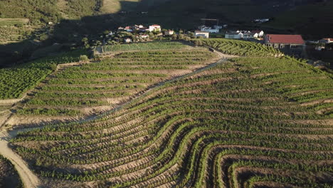Slowly-rising-and-turning-to-view-a-hilltop-vineyard-covered-in-terraces-of-grape-vines-in-Douro-Valley,-Portugal