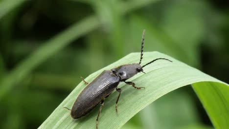 Macro-shot-of-a-long-black-bug-sitting-on-a-green-gras-in-the-woods-in-Switzerland-in-slow-motion