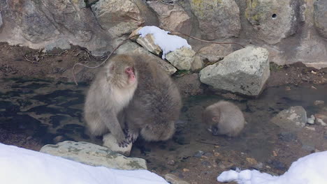 Zooming-in-the-monkey-family-mom-looking-around-dad-drinking-water-and-the-baby-monkey-playing-with-the-water-and-a-piece-of-wood-at-hot-spring-snow-monkey-park-Japan-in-the-winter-time