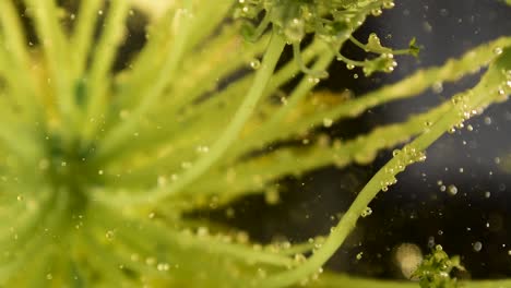 Außerirdische-Botanikpflanze-Mit-Klaren-Blasen-Und-Trümmerbewegung-60fps