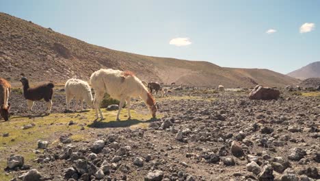 Group-of-beautiful-Llamas-eating-in-the-highlands-of-Atacama-Desert,-Chile,-South-America