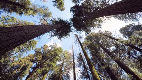 Tree-tops-of-Giant-Sequoia-trees-in-Sequoia-National-park,-USA