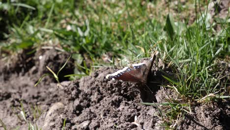 Nahaufnahme-Eines-Braunen-Schmetterlings,-Der-Seine-Flügel-Bewegt-Und-In-Zeitlupe-über-Erde,-Schmutz-Und-Gras-Läuft