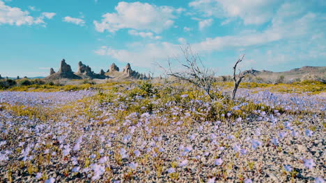 Cientos-De-Hermosas-Flores-Silvestres-De-Color-Púrpura-Que-Se-Mecen-Con-El-Viento-En-Los-Pináculos-De-Trona,-Un-Lugar-épico-En-El-Desierto-De-Mojave-De-California