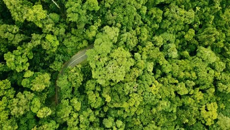 Rotating-aerial-view-of-a-road-winding-through-the-rainforest