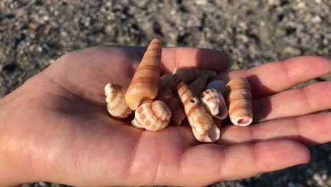 Holding-beautiful-sea-shells-in-a-woman-hand-at-the-beach-with-sunny-weather-and-sand-around