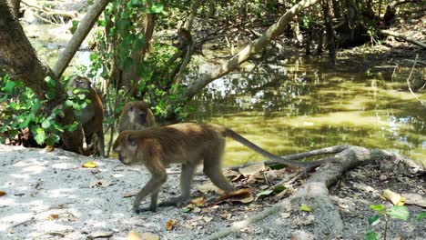 Mono-Salvaje-Comiendo-Maní-En-El-Bosque