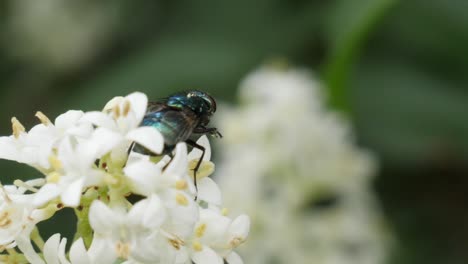 Close-up-shot-of-a-green-fly-sitting-on-a-white-flower-or-blossom-cleaning-itself-and-flying-away-to-leave-the-frame-on-the-right