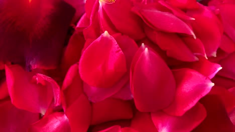 Rote-Rosenblätter,-Auf-Dem-Bett
