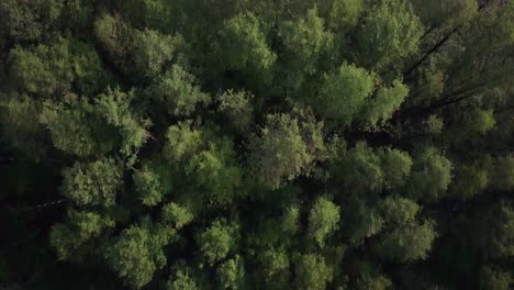 Luftaufnahme-Eines-Waldes-Im-Frühling,-Satte-Und-Lebendige-Farben-Der-Bäume-In-Polen