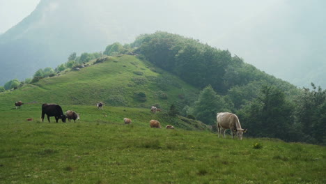 Free-range-cows-grazing-on-a-green-mountain-slope-in-Bulgaria