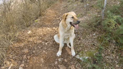 Brauner-Großer-Hund-Sitzt-Auf-Einem-Bergweg-Im-Wald