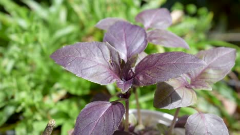 Herb-purple-Basil-growing-outdoor-in-sunlight-with-slight-breeze