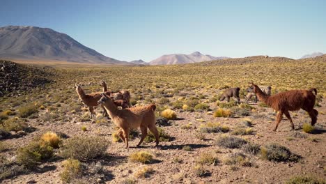 Slow-motion-group-of-beautiful-Llamas-in-the-highlands-of-Atacama-Desert,-Chile,-South-America