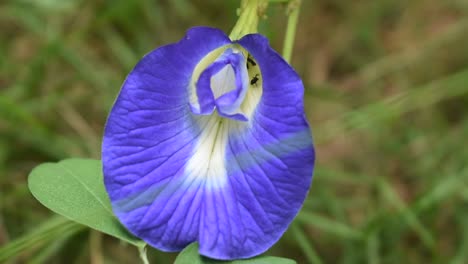 Cornflower-blue-butterfly-pea-flower-in-tropical-country-Sri-Lanka-with-black-ants-in-it