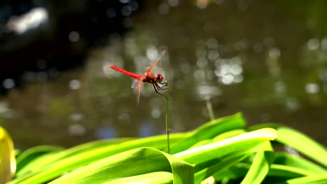 Close-up-video-of-a-red-dragon-fly-moving-it's-eyes,-wings,-and-body
