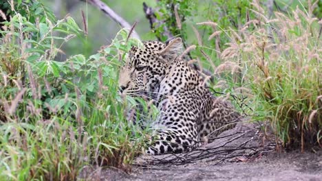 Leopard-lying-still-in-the-grass-Sabi-Sands-Game-Reserve-in-South-Africa