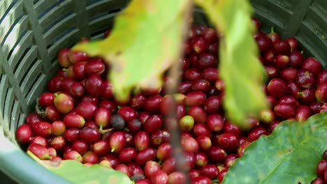 Coffee-cherries-in-basket