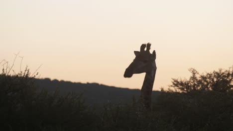 Giraffe-Im-Pilanesberg-Nationalpark-In-Südafrika-Bei-Sonnenuntergang