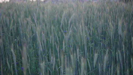 Zeitlupe,-Blick-Auf-Ein-Getreidefeld-Bei-Sonnenuntergang