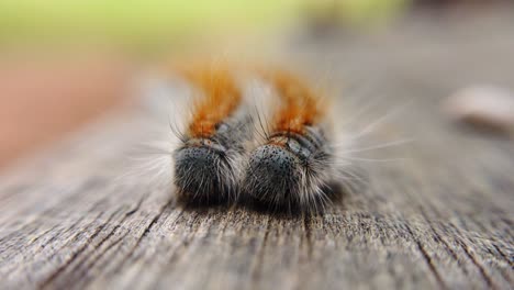 Extreme-macro-close-up-and-extreme-slow-motion-of-two-Western-Tent-Caterpillar’s-as-the-wind-hits-it