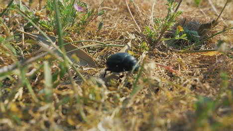 Gran-Escarabajo-Negro-Camina-A-Través-De-Una-Exuberante-Vegetación-A-Cámara-Lenta