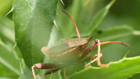 Ein-Brauner-Käfer-Kriecht-über-Grüne-Blätter,-Aufgenommen-Von-Hinten-In-Zeitlupe