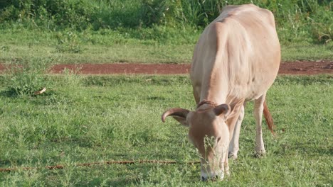 An-African-cow-grazing-on-green-grass-in-Uganda-while-a-child-ride-a-bicycle-in-the-background