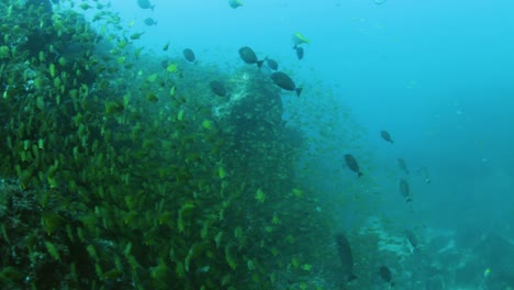 Large-school-of-yellow-fish-swaying-in-the-ocean-current