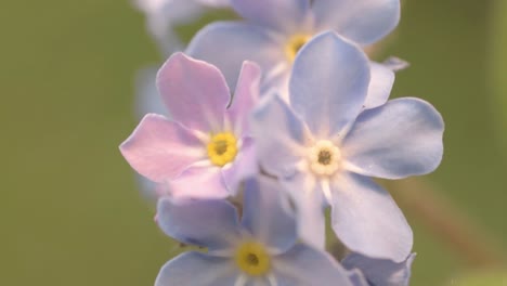Vergiss-Mich-Nicht,-Die-Winzigen-Blauen-Blumen