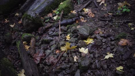 Blätter-Auf-Felsen-Im-Wald