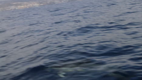 Zwei-Delfine-Schwimmen-Direkt-Neben-Einem-Schnellboot-Voller-Touristen