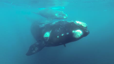 Mutter-Und-Kalb-Des-Südlichen-Glattwals-Schwimmen-Nahe-Der-Oberfläche-In-Zeitlupe-Unter-Wasser