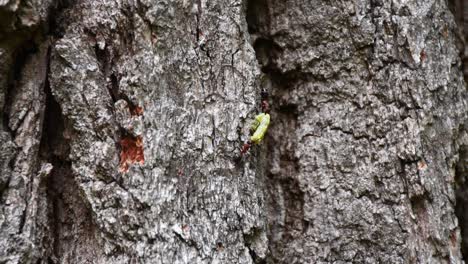 Ants-do-teamwork-with-worm-carrying-up-to-old-oak-tree-trunk