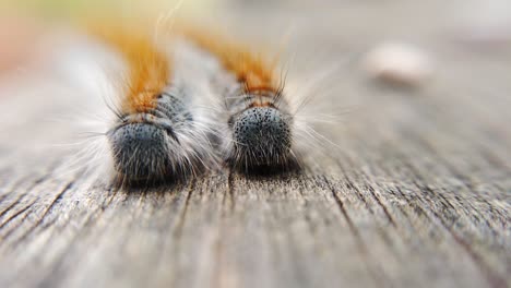 Extreme-macro-close-up-and-extreme-slow-motion-of-two-Western-Tent-Caterpillar’s-as-the-wind-hits-it