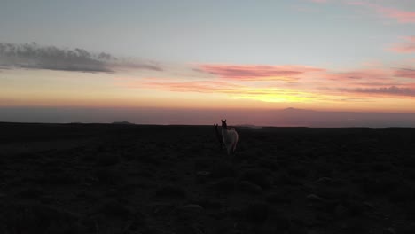 Schöne-Lama-Mutter-Und-Ihr-Junges-Bei-Sonnenuntergang-Im-Hochland-Der-Atacama-Wüste,-Chile,-Südamerika