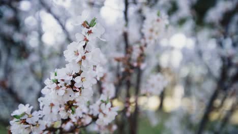 Kirschblütenbaum-Im-Frühling-In-Einem-Park-In-Korea